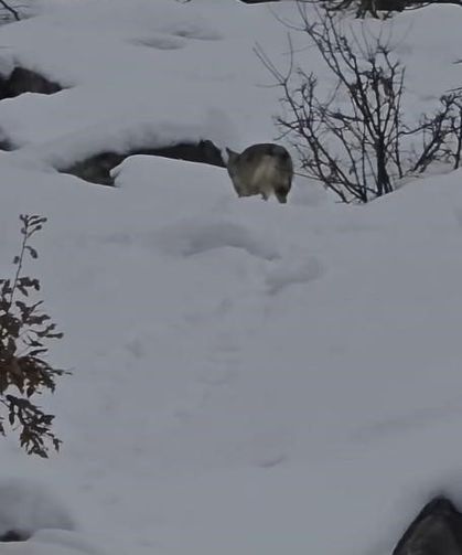 Pülümür Vadisi’nde aç kurt doğada yiyecek ararken görüntülendi