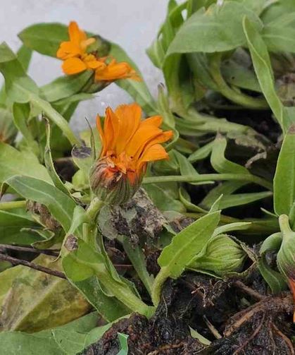 Şubat ayında sürpriz: Karlar arasında çiçekler açtı