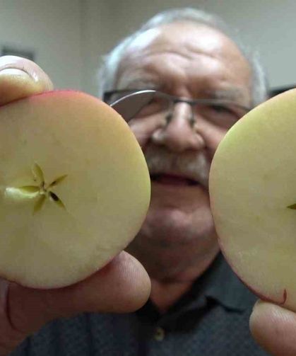 Taklitlerinden yıldız testiyle ayırt edilen lezzet: Misket Elma