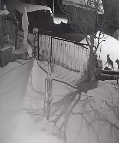 Aç kalan kurt sürüsü yerleşim alanına indi