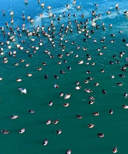 Ördeklerden görsel şölen