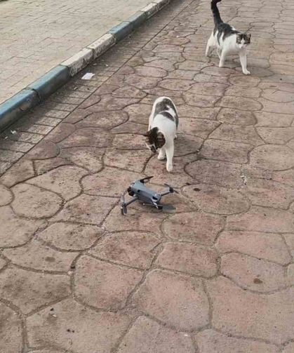 Dronu fare sanan kedilerden renkli görüntüler