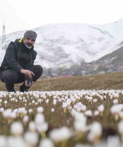 Çiğdemler yeniden yüzünü gösterdi