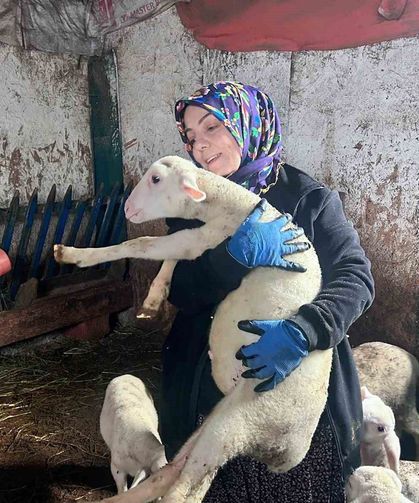 Kadın girişimci Fransız koyunlarıyla dikkat çekiyor