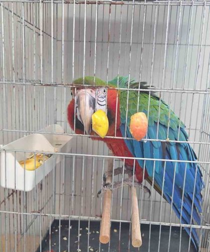 İpsala Sınır Kapısında kaçak papağan girişimi