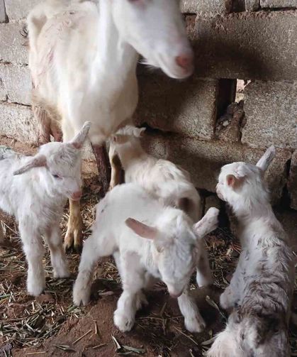Süt rekortmeni Saanen keçiden dördüz doğum