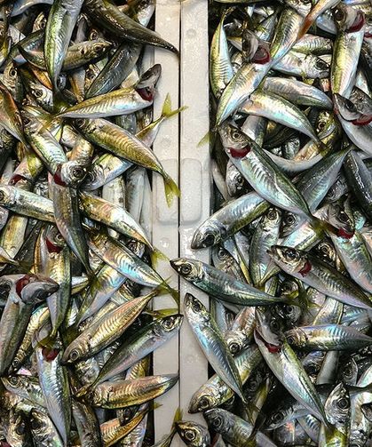 Bayram öncesi balık tezgahlarında bolluk