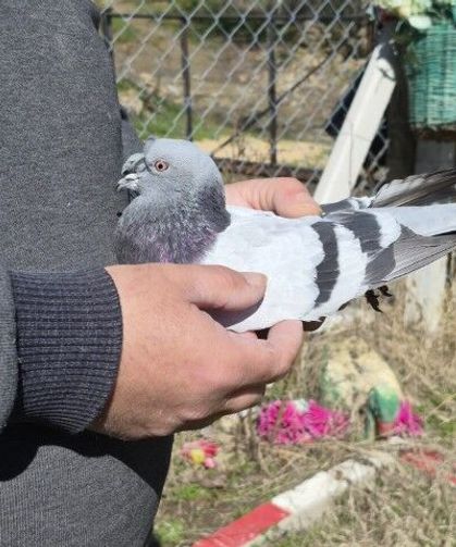 Güvercin Tutkusunu 16 Kilometre Yol Alarak Yaşatıyor