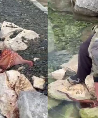 Kayalıktaki dev ahtapotu elleriyle avladı