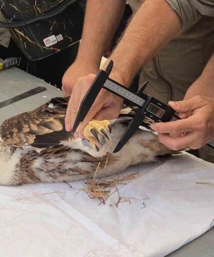 Doğanın uçan yırtıcısına elektronik takip