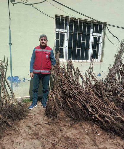 Van’da yüzde 90 hibeli 50 bin adet meyve fidanı dağıtımı yapıldı
