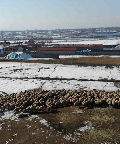 Besicilerin tatlı telaşı