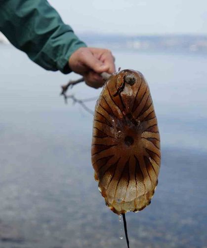 Dikkat: Denizde bu türü görürseniz sakın yaklaşmayın!