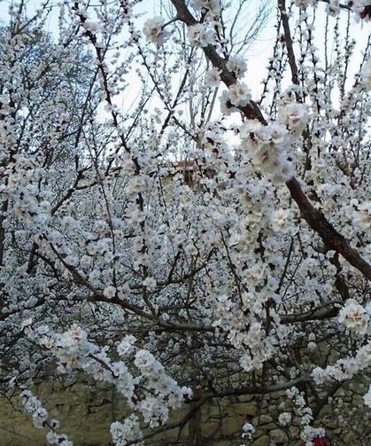 Kayısı bahçelerinde "zemzemli" ilaçlama