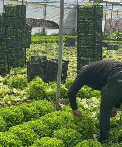 Geçen sene zararıyla ağlatan ’kıvırcık’ bu yıl güldürdü