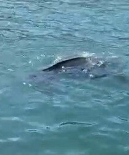 Nadir görülen deniz kaplumbağası balıkçının kamerasına yansıdı