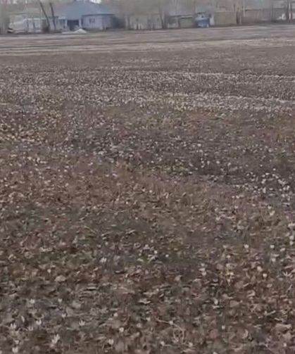 Van’da baharın müjdecisi çiğdemler açtı