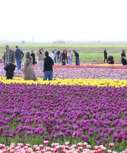Türkiye’nin en büyük lale tarlasına yoğun ilgi