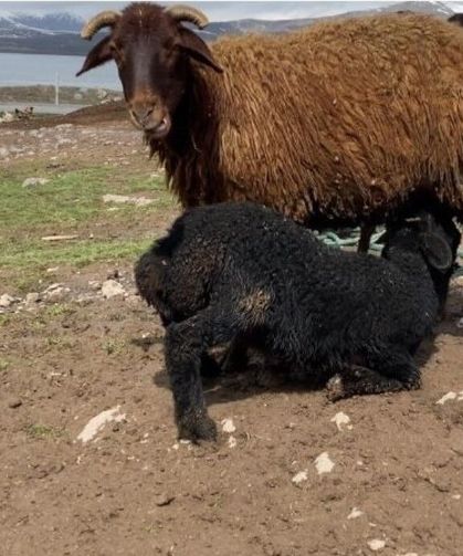 Kuzuların anneleri ile buluşması renkli anlara sahne oldu