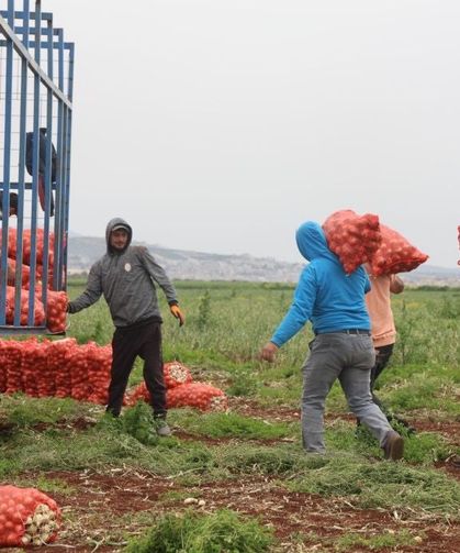 Suriye sınırında bereketli soğan hasadı