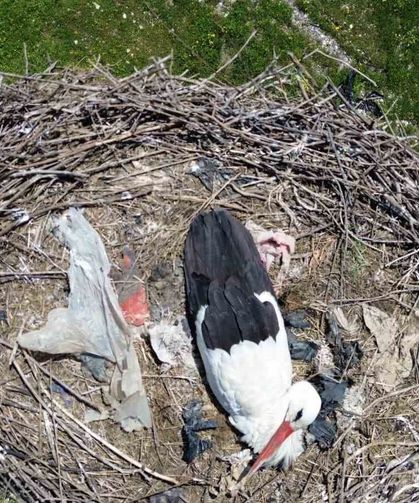 15 Yıldır Göç Etmeyen Leylek, Erdem Ailesinin Sadık Komşusu Oldu