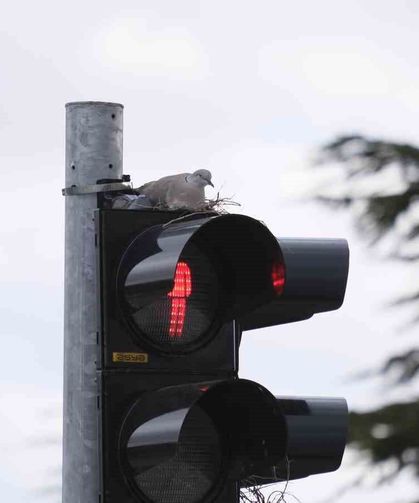 Trafik lambasına yuva yapan kumru görenleri şaşırtıyor