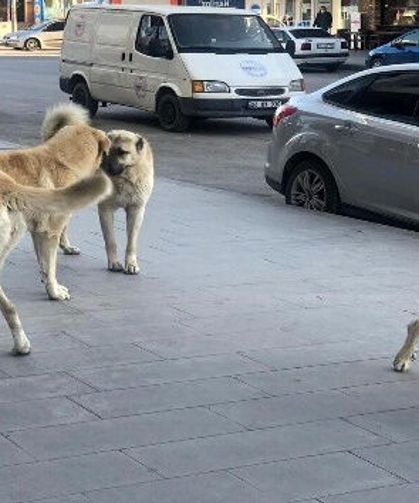 Erciş’te sokak köpekleri için doğal yaşam alanı yapılıyor