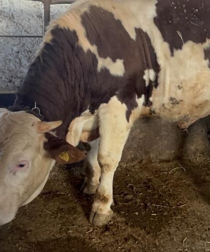 600 kiloluk boğa görenlerin ilgi odağı oldu