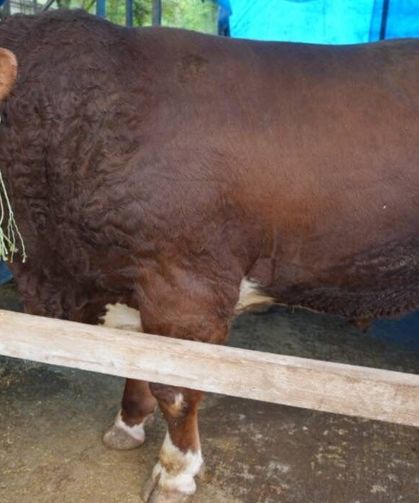 Kurban pazarının ’Paşa’sı ilgi odağı oldu