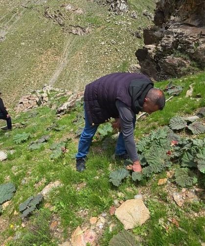 Bitlis’in Yüksek Yaylalarında Işkın Toplama Yoğunluğu