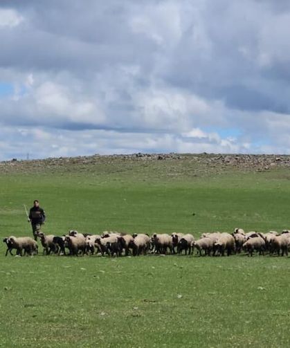 Bitlis’te Yayla Sezonu Başladı: Besiciler Sürülerini Sütey Yaylası’na Çıkardı
