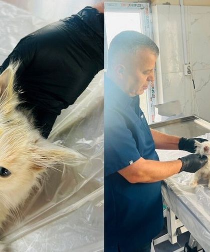 Gözü dışarı çıkan kedi başarılı ameliyatla sağlığına kavuştu