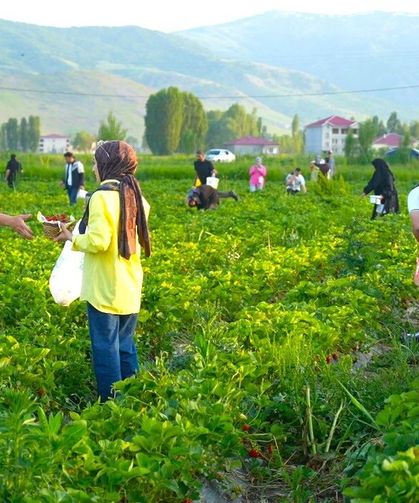 Bu tarlada çilek yemek serbest, götürmek ücretli