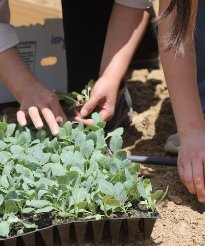 Başkale’de 5 dönümlük alanda 7 bin lahana fidesi toprakla buluştu