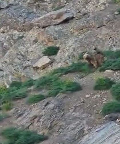Hakkari'de yaban hayatından dikkat çeken kareler