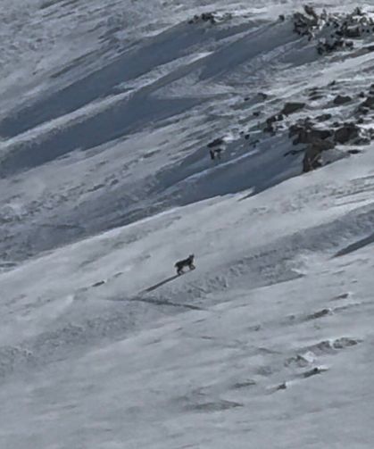 Bitlis’te Yaban Hayatının Gizemli Üyesi Vaşak Görüntülendi