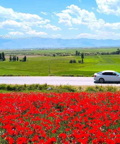 Muş’ta Gelincik Tarlası Kırmızıya Büründü