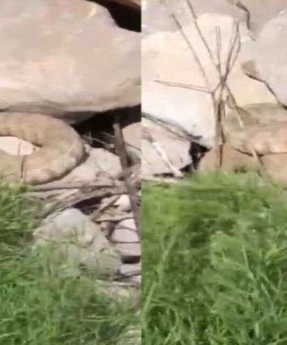 Hakkari Dağlarında Koca Engerek Yılanı Görüldü