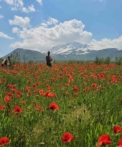Bitlis’te Gelincik ve Karın Büyüleyici Buluşması