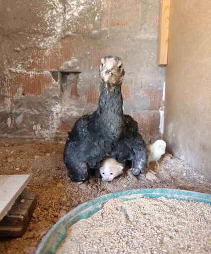 Davetsiz Misafir Yavru Kediye Anne Tavuğun Şefkati