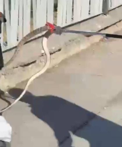 Ağaçtan bebek arabasına yılan düştü