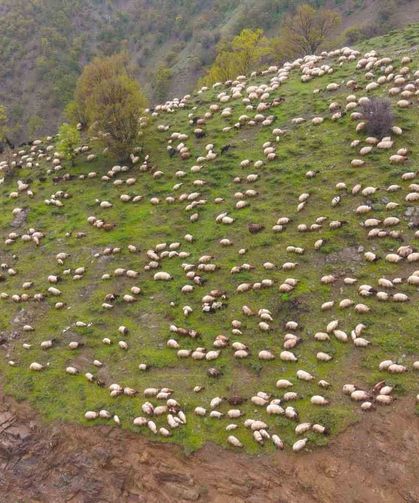 Muş’ta Besicilerin Yayla Göçü Başladı