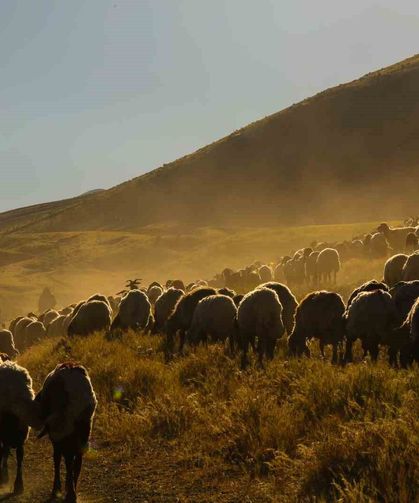 Tatvan'da koyun sürülerinin yayla yolculuğu görsel şölen oluşturdu