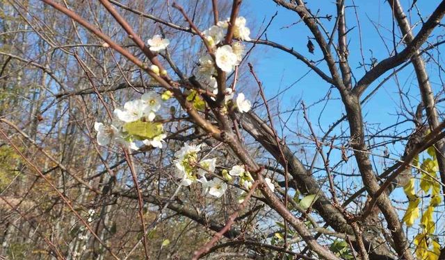 Erik ağacı Aralık ayında çiçek açtı