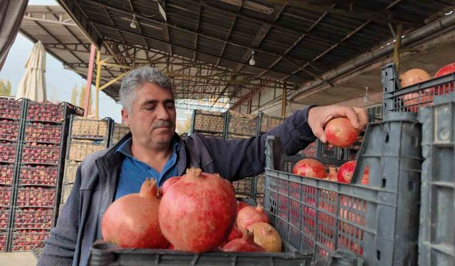 Zivzik narında verim yarı yarıya düştü