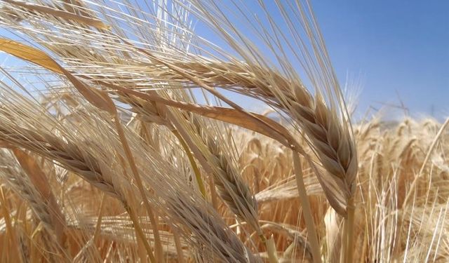 TMO duyurdu: Kuraklık arpa ekimini artırdı