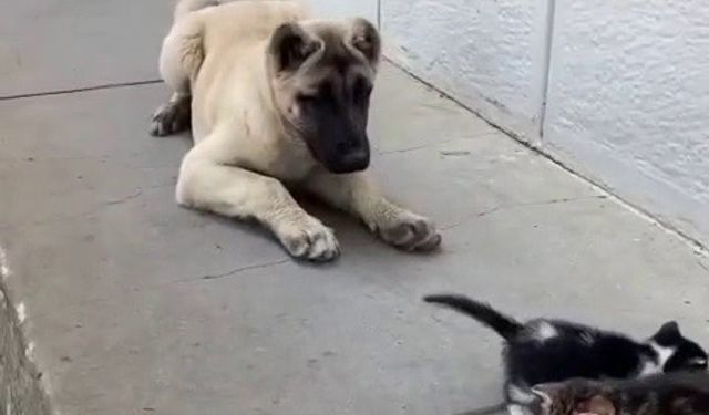 Ekmek kavgası bitti, kedi ve köpekler dost oldu