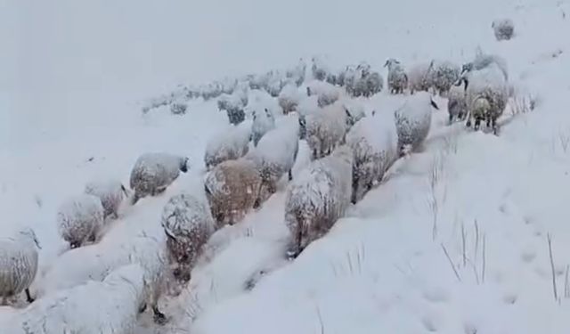 Beyaza bürünen yaylada koyun sürüsünün güç dolu yürüyüşü
