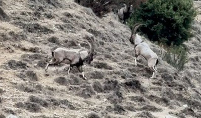 Tekelerin liderlik kavgası kamerada
