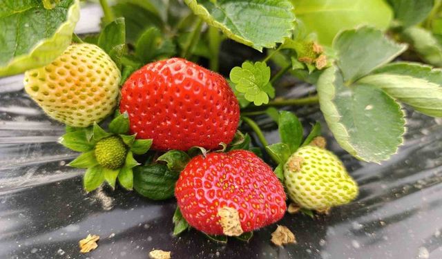 Köprübaşı'nda kış çileği 200 TL'den alıcı buluyor